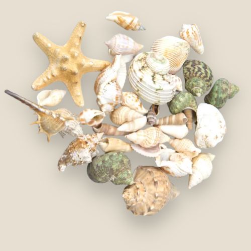 tina seashells assorted set